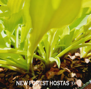 Hosta 'Wiggles and Squiggles' - New Forest Hostas & Hemerocallis