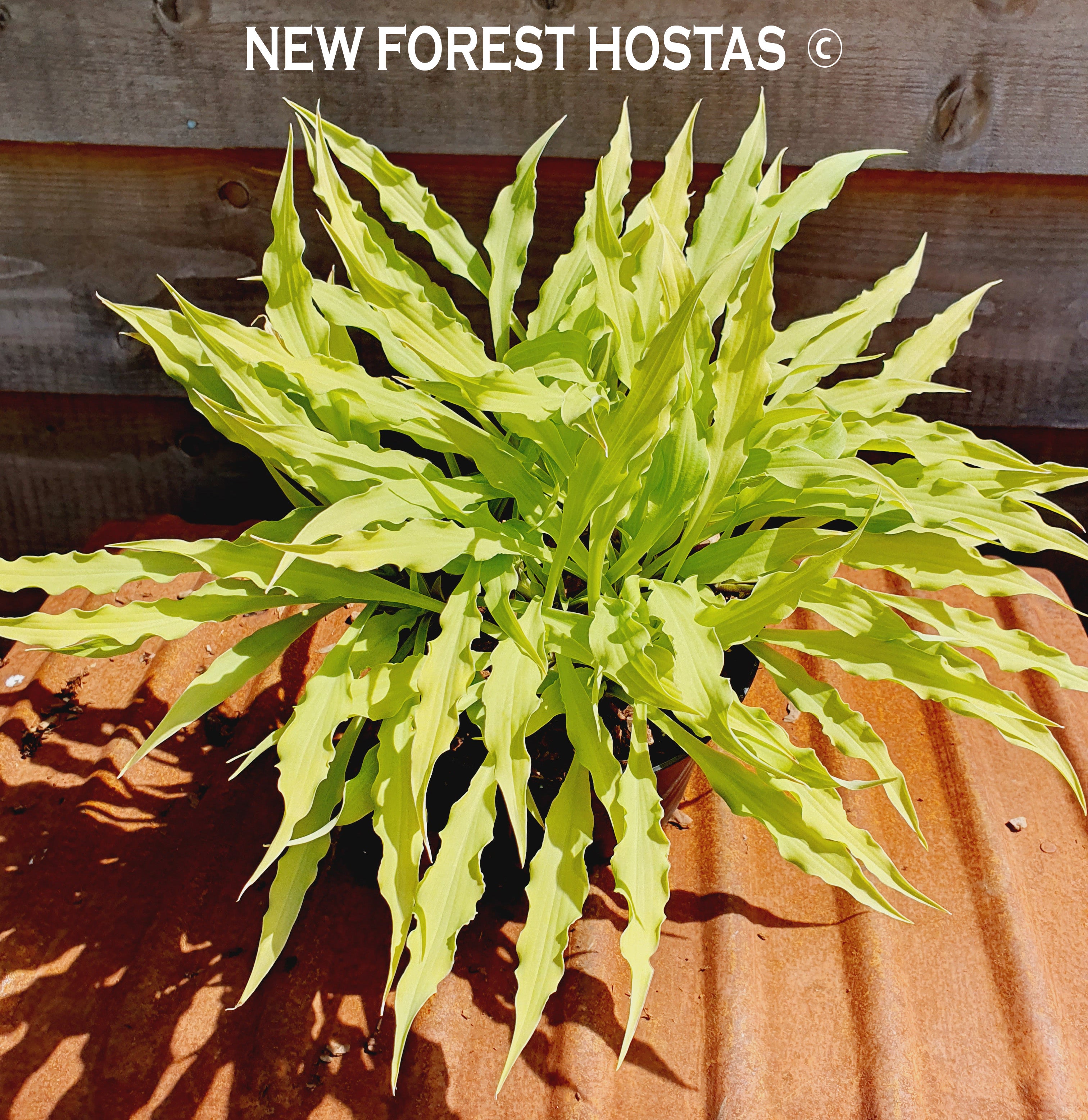Hosta 'Wiggles and Squiggles' - New Forest Hostas & Hemerocallis