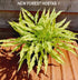 Hosta 'Wiggles and Squiggles' - New Forest Hostas & Hemerocallis