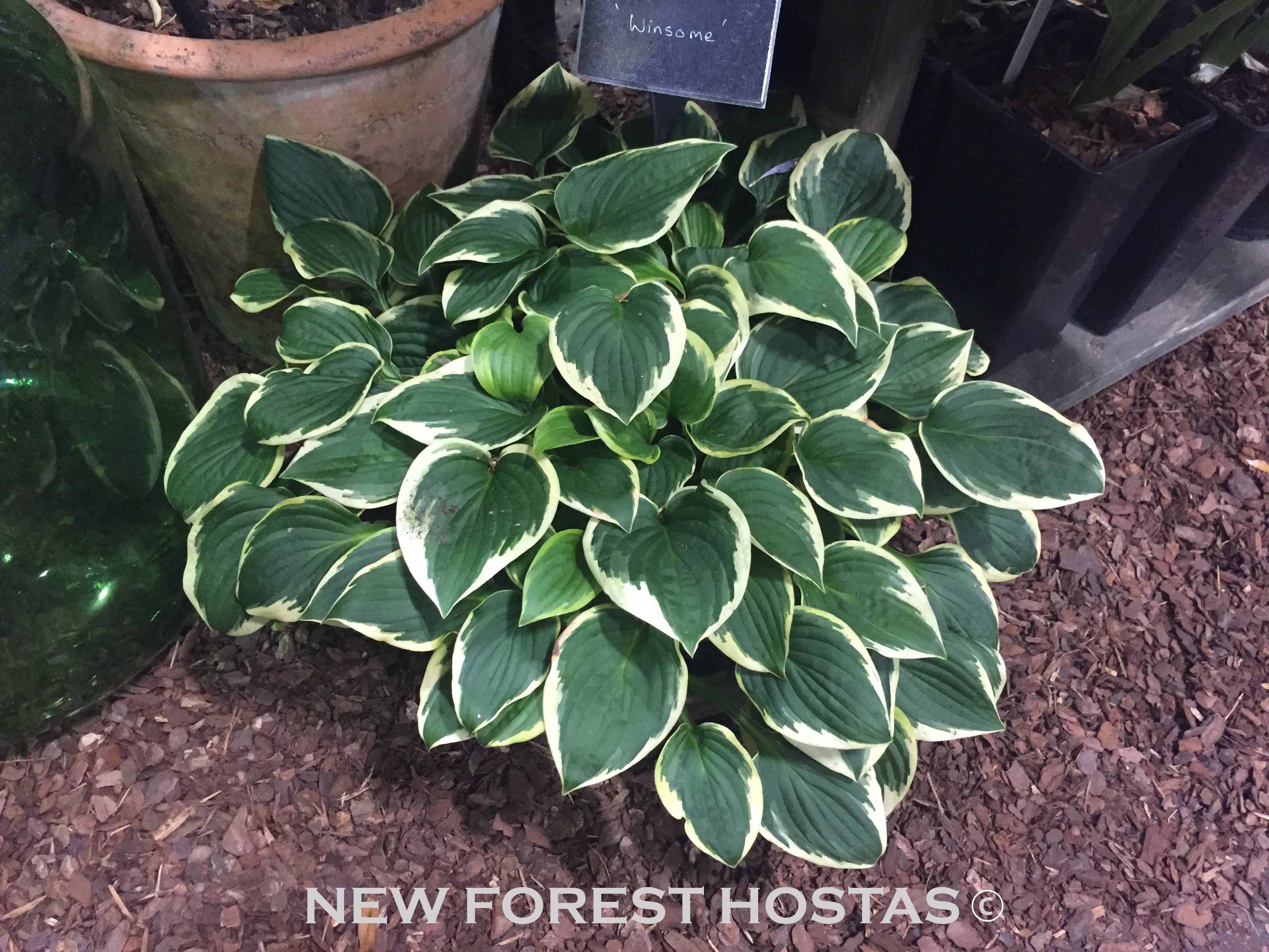 Hosta 'Winsome' - New Forest Hostas & Hemerocallis