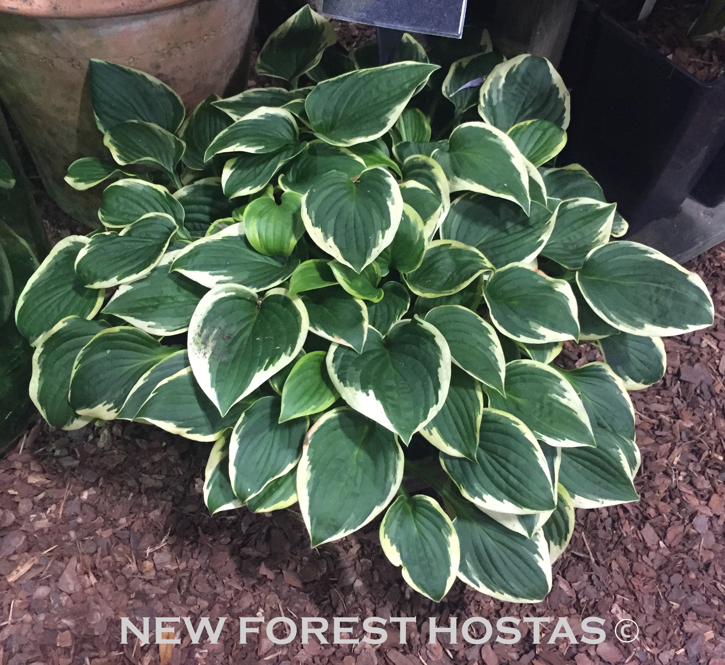 Hosta 'Winsome' - New Forest Hostas & Hemerocallis