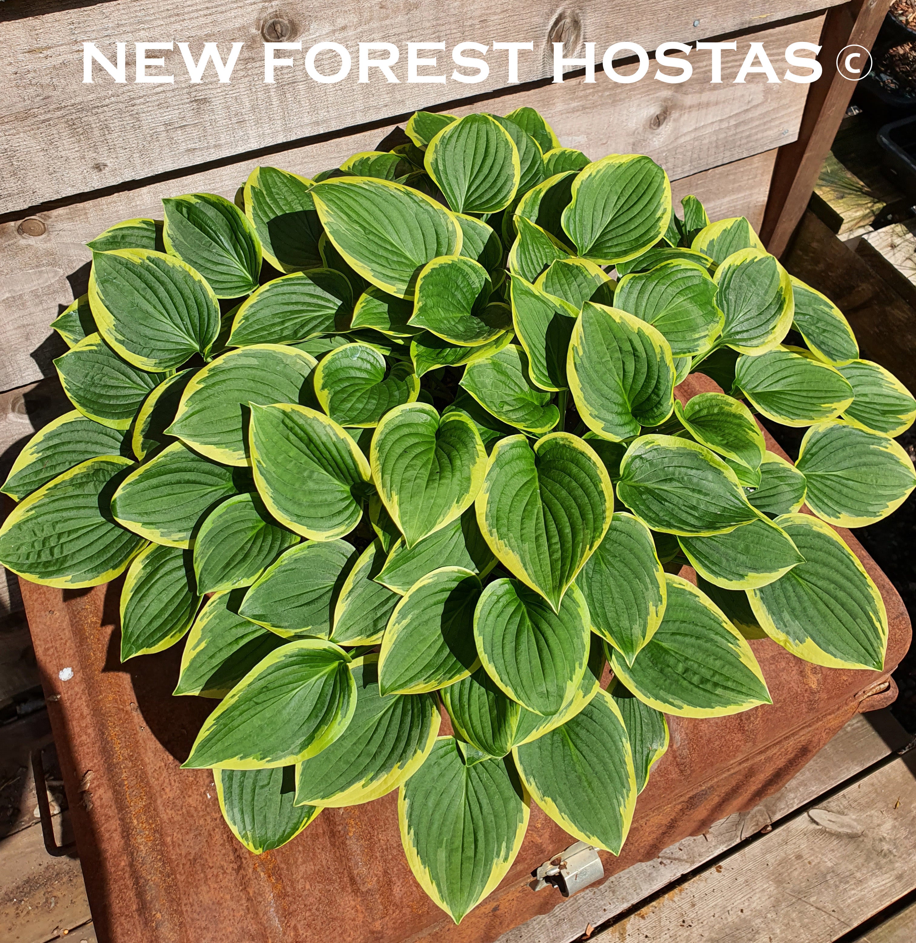 Hosta 'Winsome' - New Forest Hostas & Hemerocallis