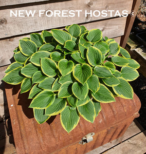 Hosta 'Winsome' - New Forest Hostas & Hemerocallis