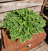 Hosta 'Winsome' - New Forest Hostas & Hemerocallis