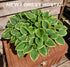 Hosta 'Winsome' - New Forest Hostas & Hemerocallis