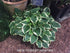 Hosta 'Winsome' - New Forest Hostas & Hemerocallis