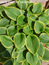 Hosta 'Winsome' - New Forest Hostas & Hemerocallis