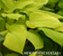 Hosta 'Wogan's Boy' - New Forest Hostas & Hemerocallis