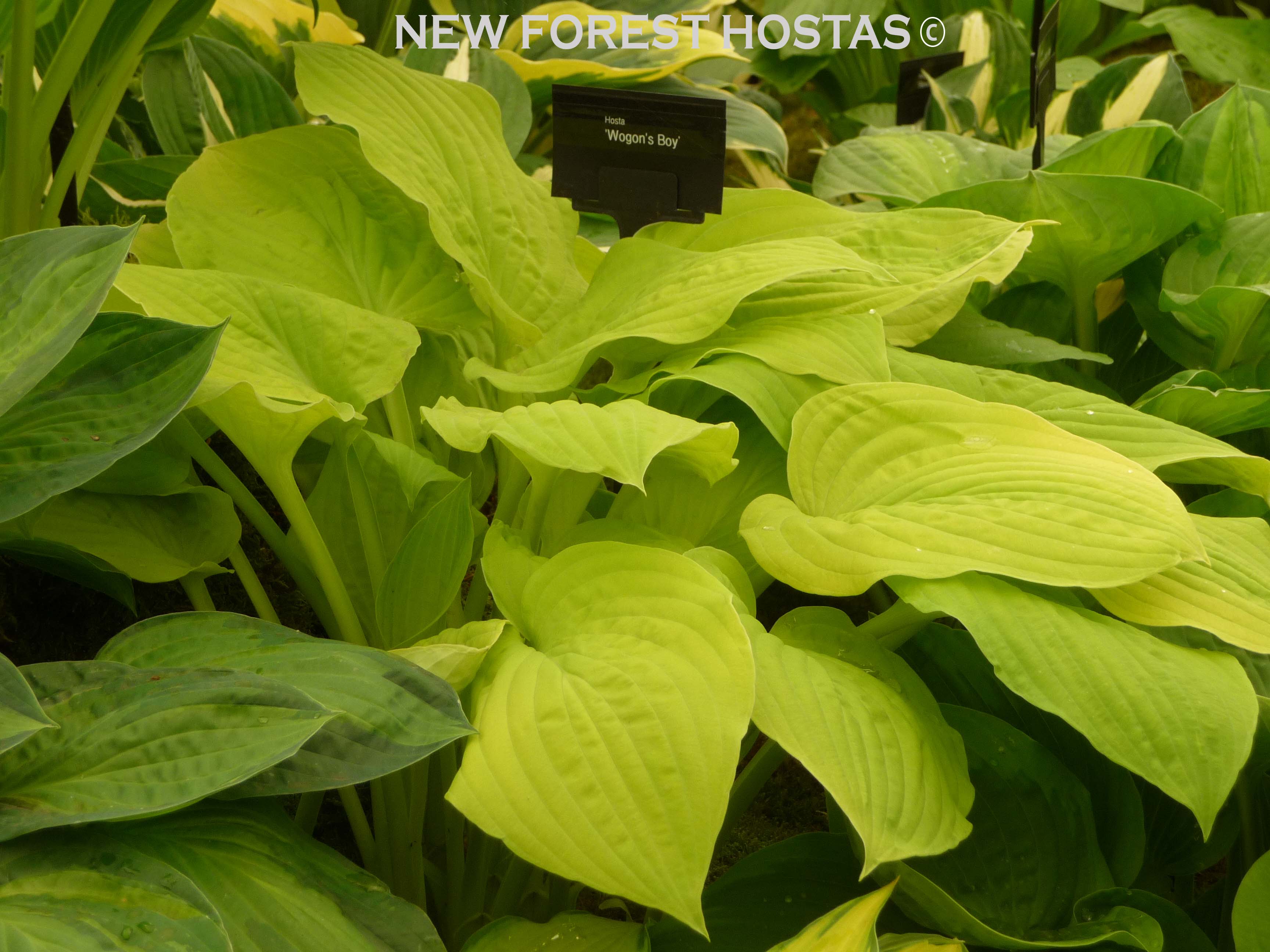 Hosta 'Wogan's Boy' - New Forest Hostas & Hemerocallis