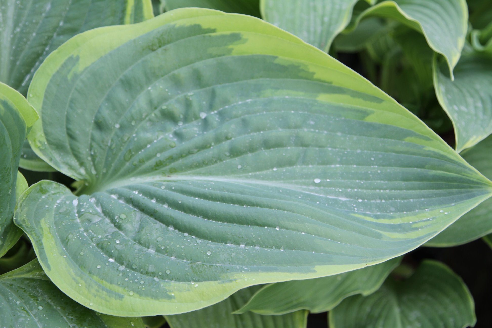 Hosta 'Wunderbar' - New Forest Hostas & Hemerocallis