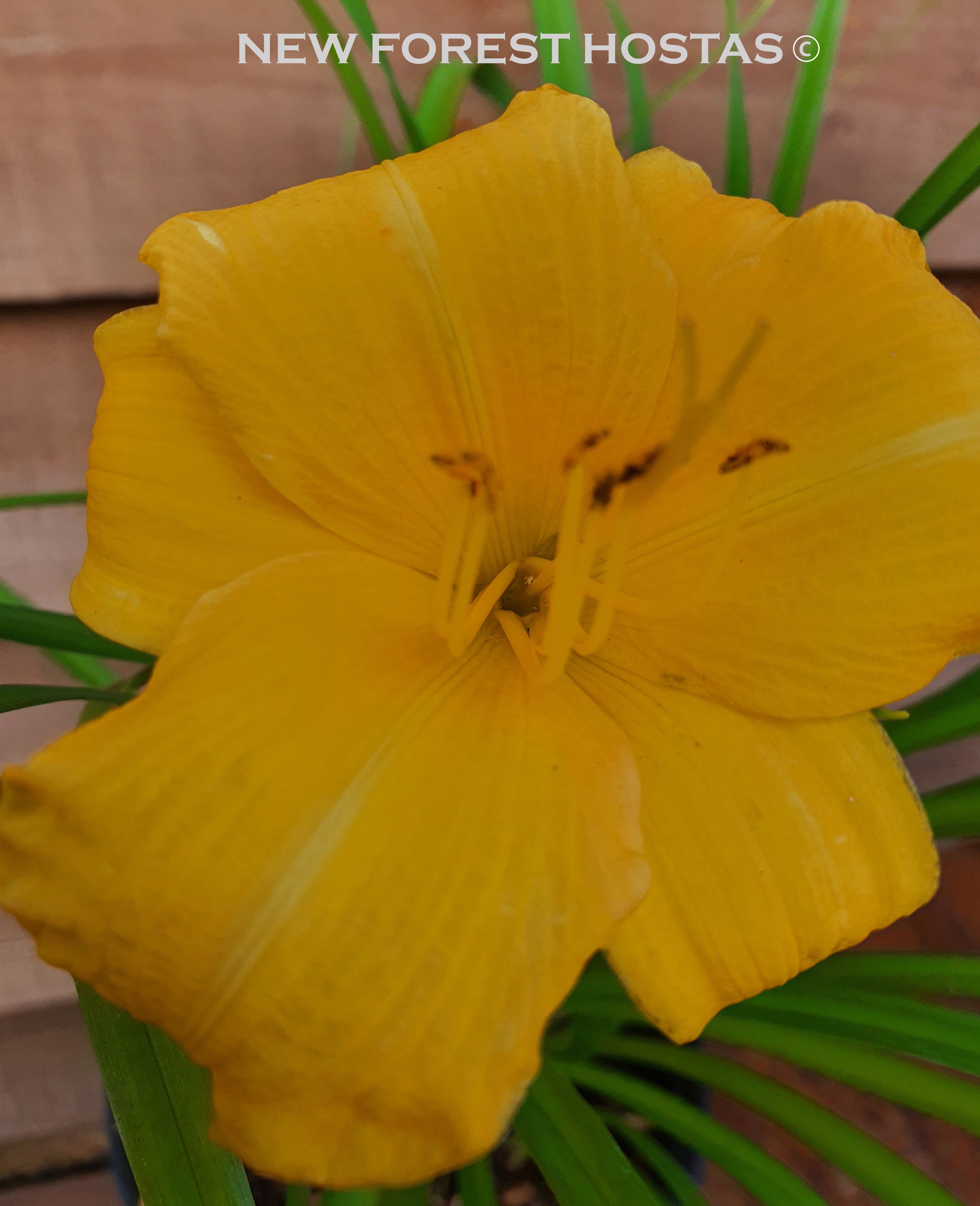Hemerocallis 'Yellow Lollipop' - New Forest Hostas & Hemerocallis