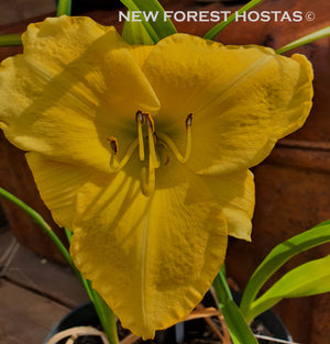 Hemerocallis 'Yellow Lollipop' - New Forest Hostas & Hemerocallis