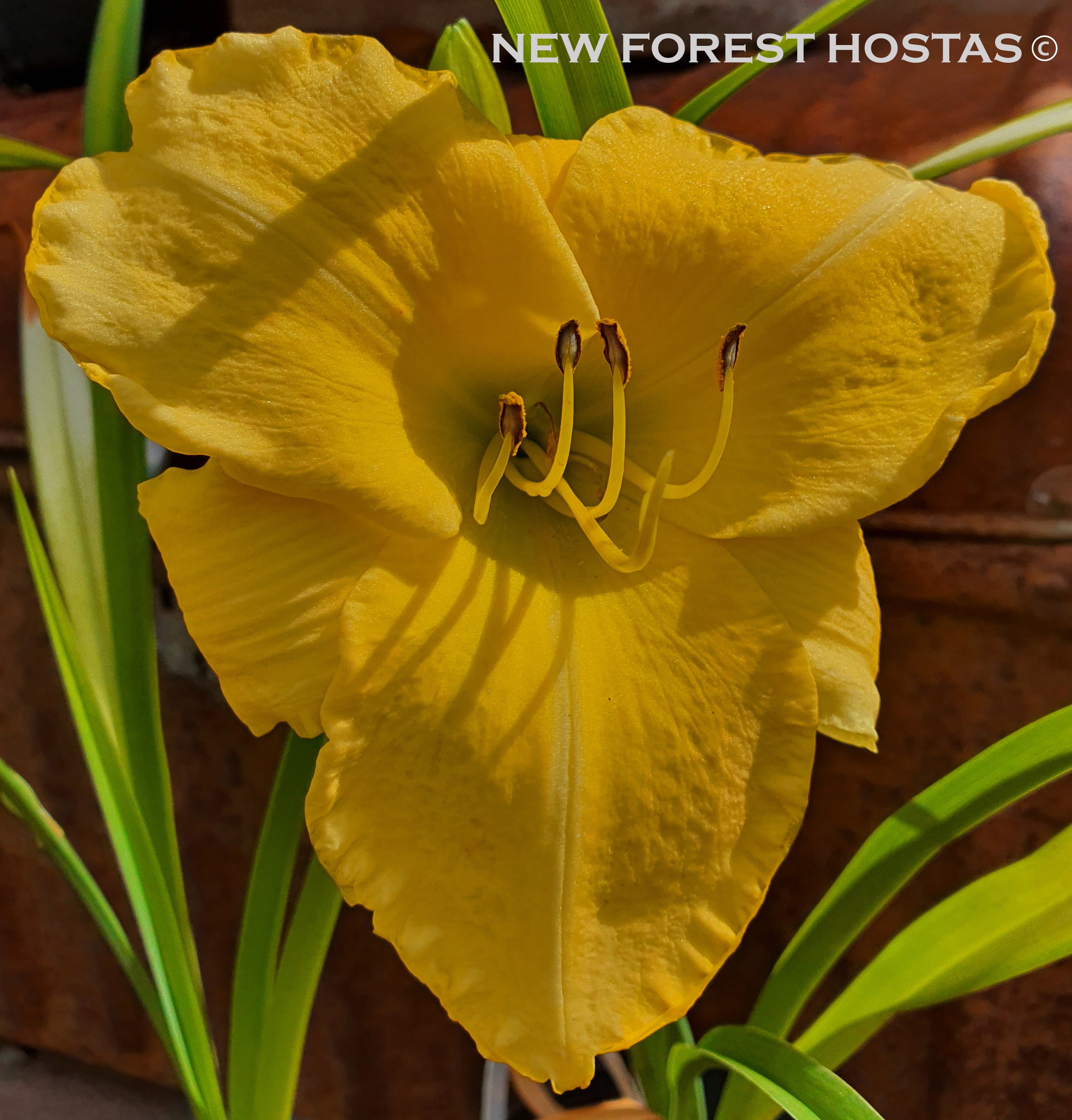 Hemerocallis 'Yellow Lollipop' - New Forest Hostas & Hemerocallis