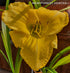 Hemerocallis 'Yellow Lollipop' - New Forest Hostas & Hemerocallis