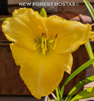 Hemerocallis 'Yellow Lollipop' - New Forest Hostas & Hemerocallis