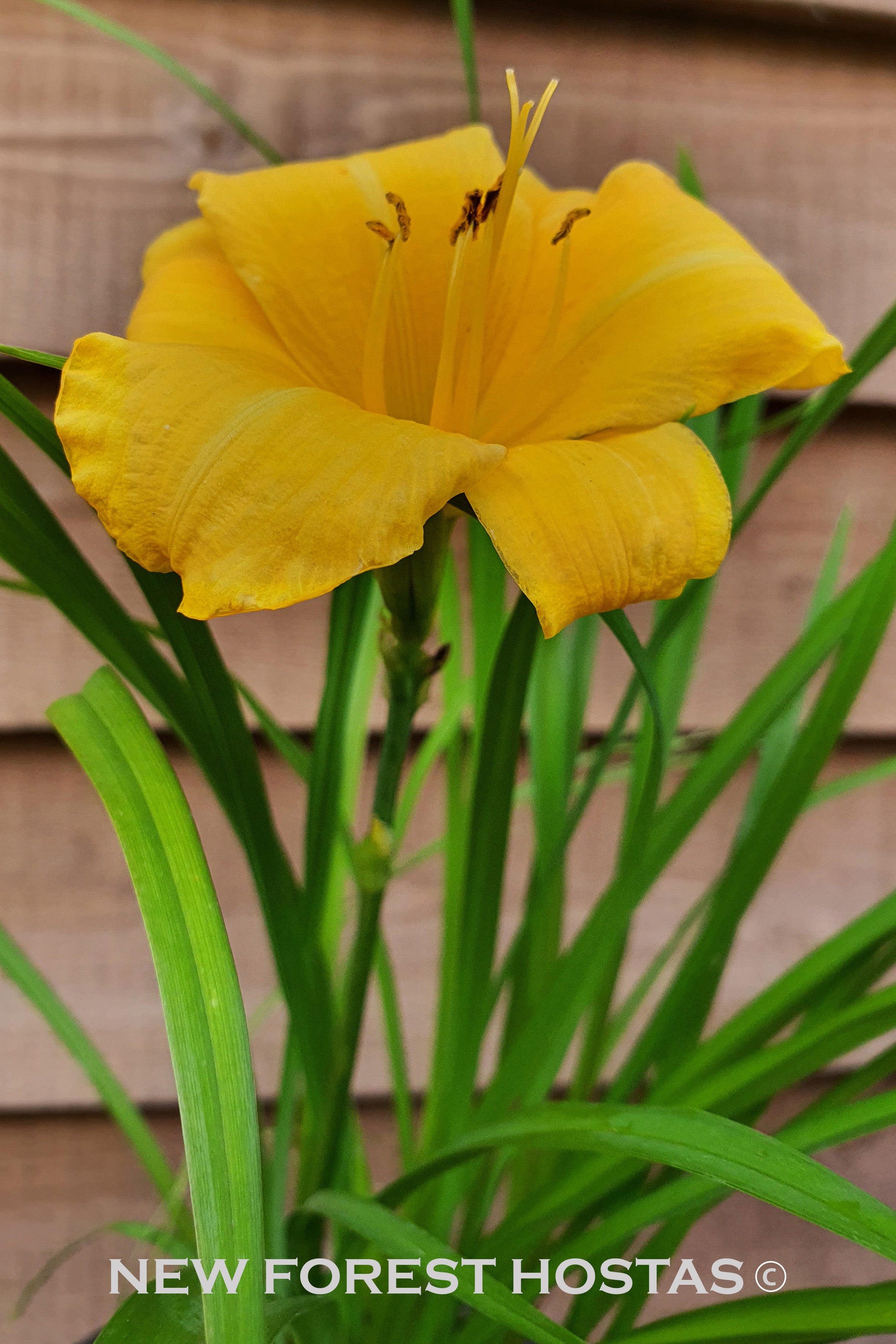 Hemerocallis 'Yellow Lollipop' - New Forest Hostas & Hemerocallis