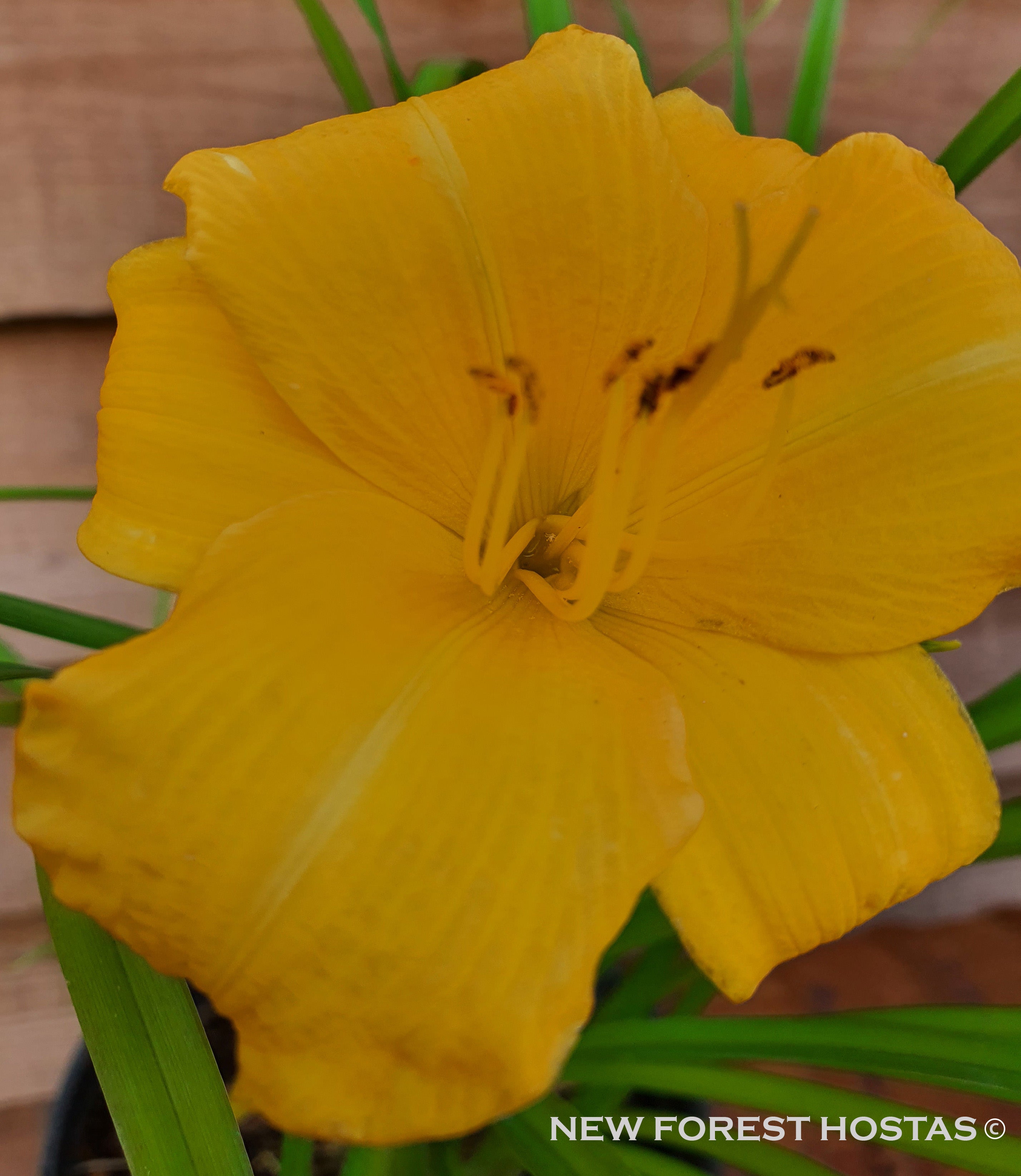 Hemerocallis 'Yellow Lollipop' - New Forest Hostas & Hemerocallis