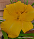 Hemerocallis 'Yellow Lollipop' - New Forest Hostas & Hemerocallis