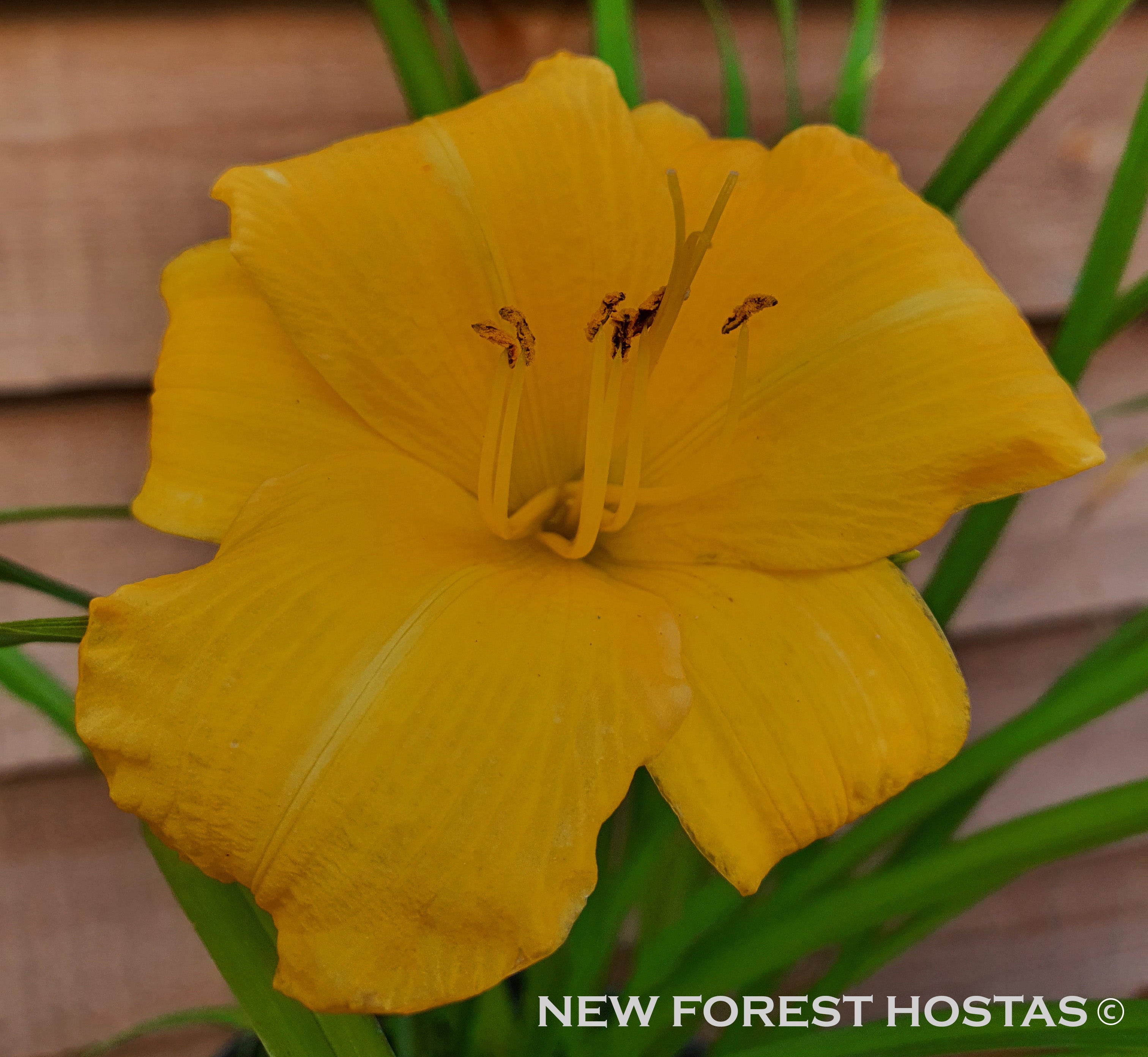 Hemerocallis 'Yellow Lollipop' - New Forest Hostas & Hemerocallis