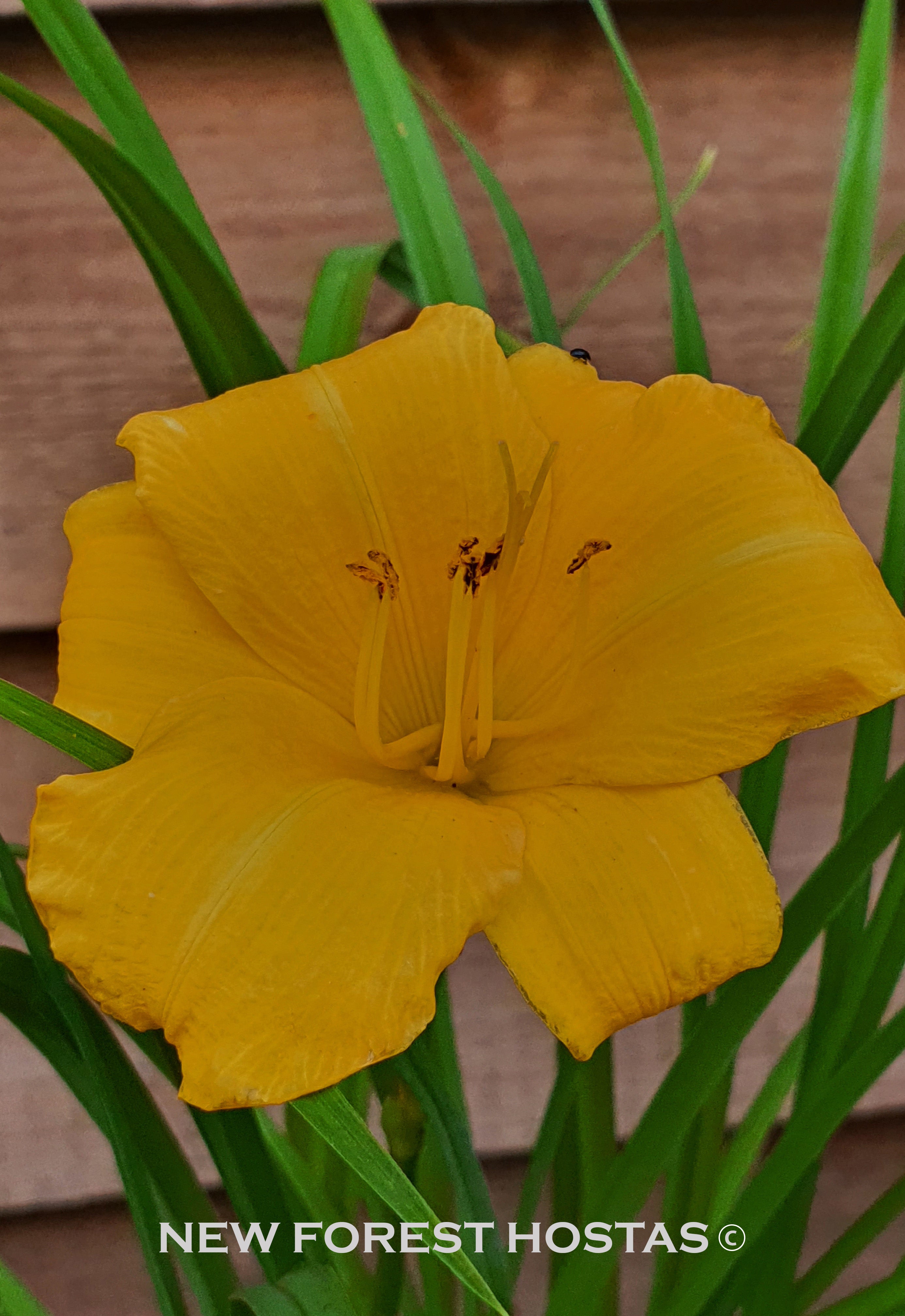 Hemerocallis 'Yellow Lollipop' - New Forest Hostas & Hemerocallis