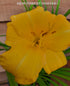 Hemerocallis 'Yellow Lollipop' - New Forest Hostas & Hemerocallis
