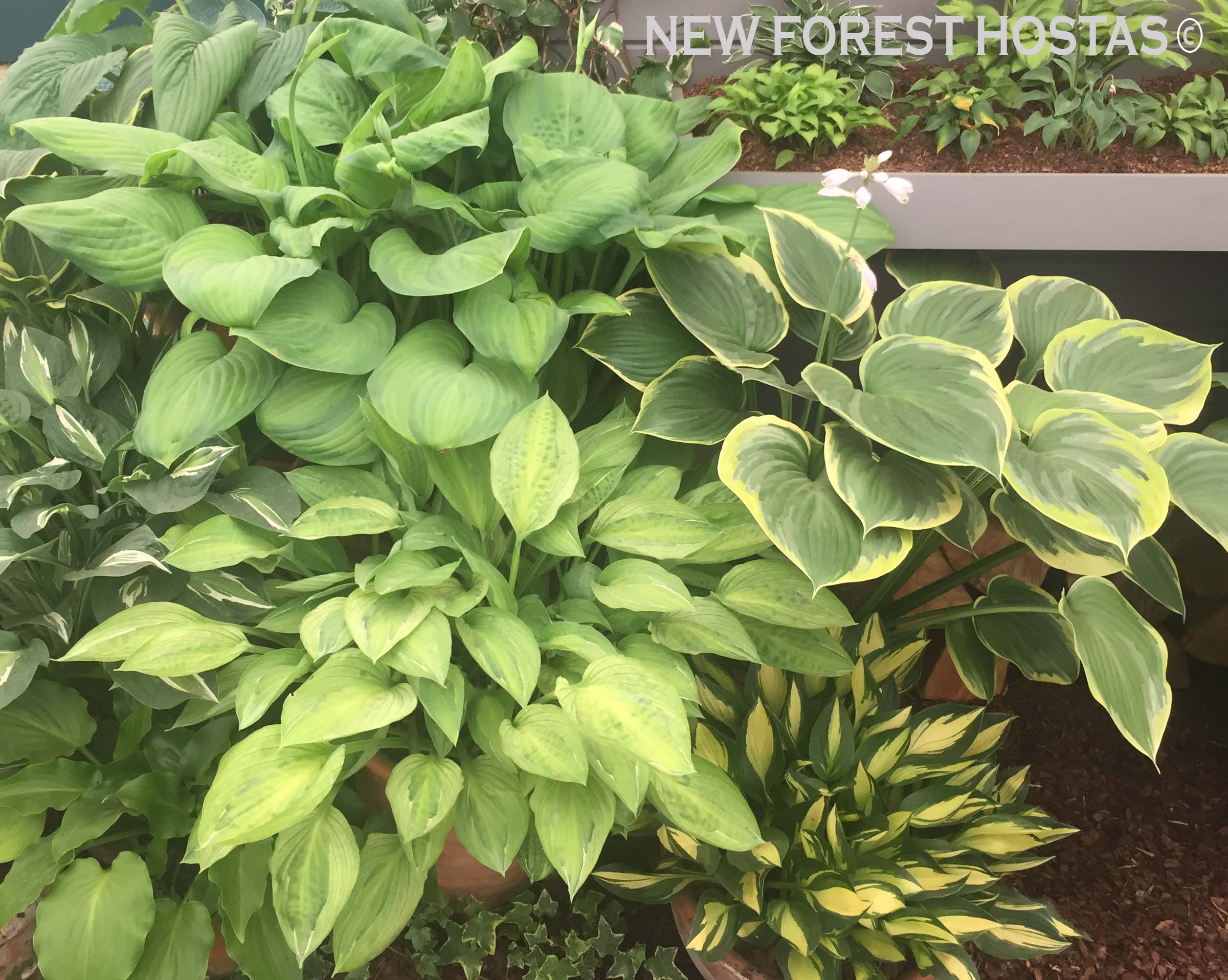 Hosta 'Yellow Polka Dot Bikini' - New Forest Hostas & Hemerocallis
