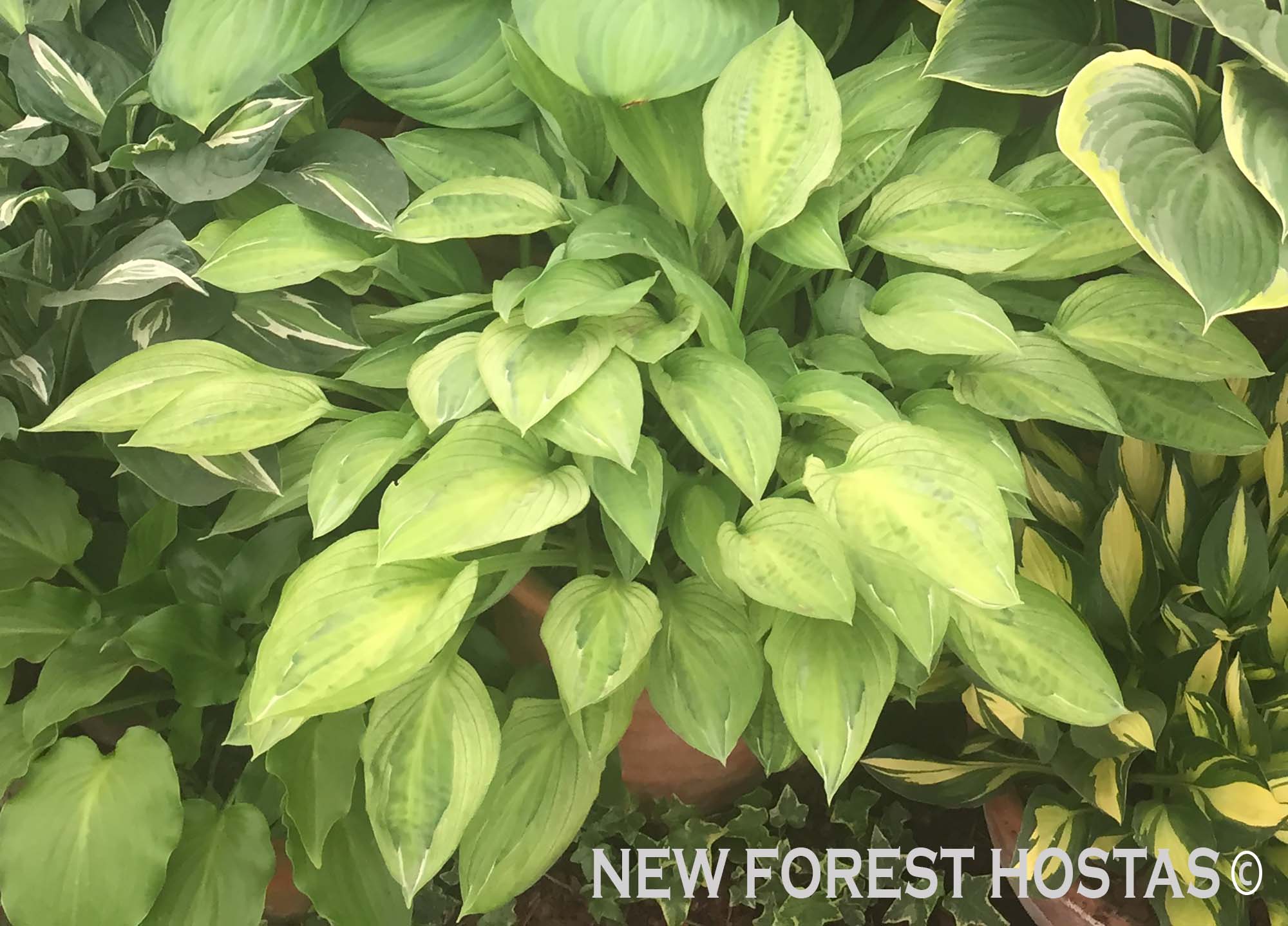 Hosta 'Yellow Polka Dot Bikini' - New Forest Hostas & Hemerocallis