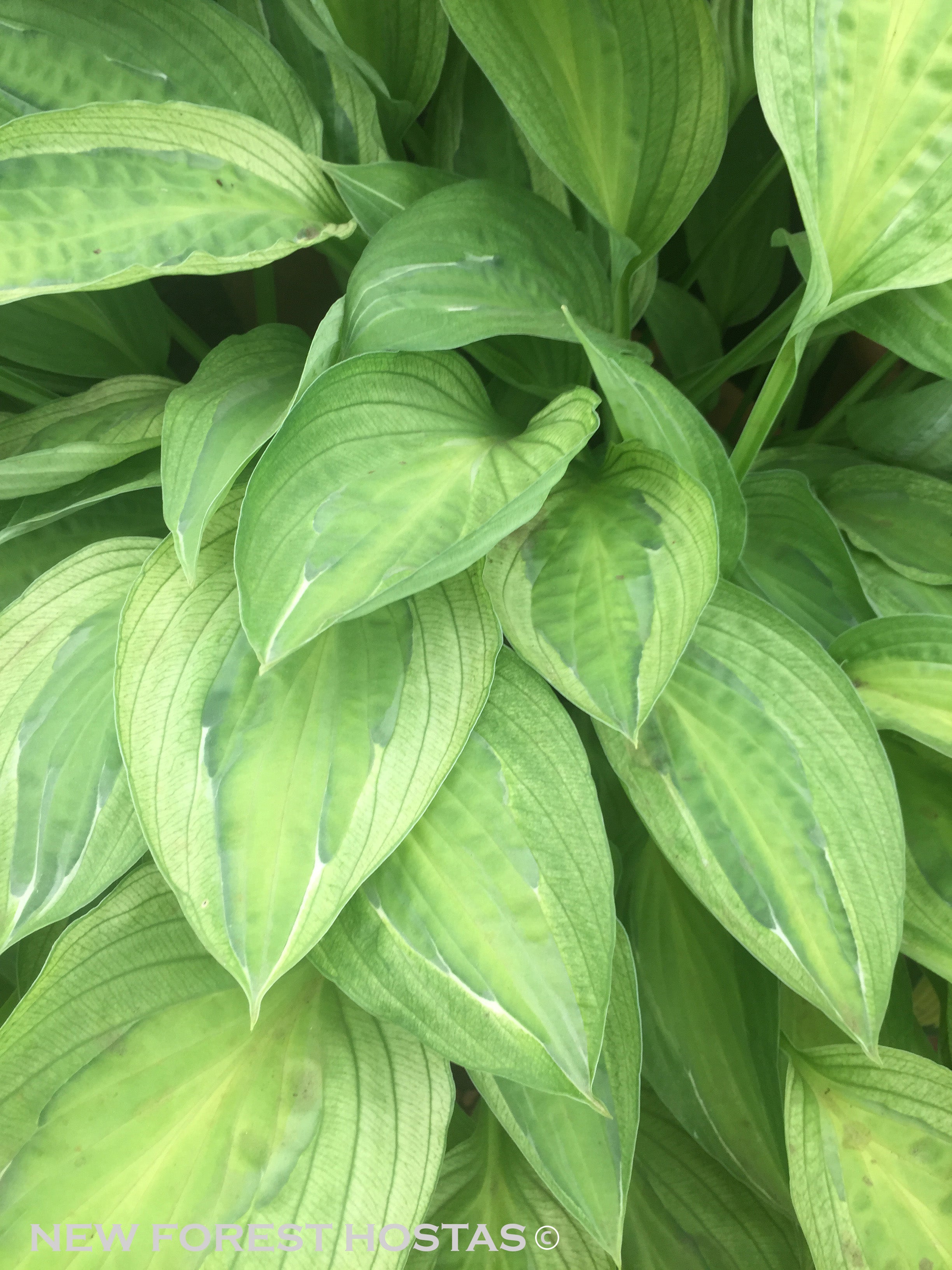Hosta 'Yellow Polka Dot Bikini' - New Forest Hostas & Hemerocallis