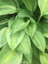 Hosta 'Yellow Polka Dot Bikini' - New Forest Hostas & Hemerocallis