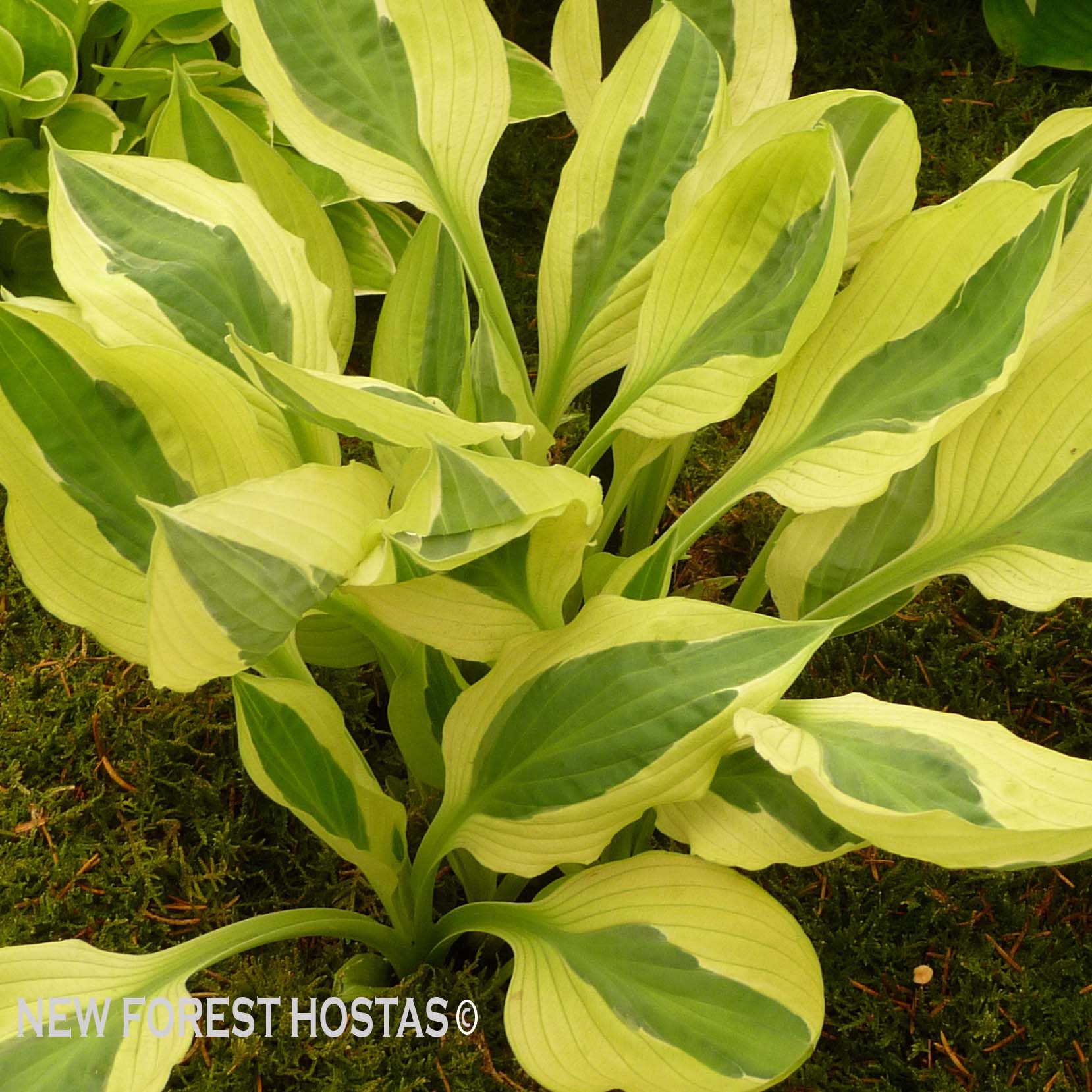 Hosta 'Yellow Polka Dot Bikini' - New Forest Hostas & Hemerocallis