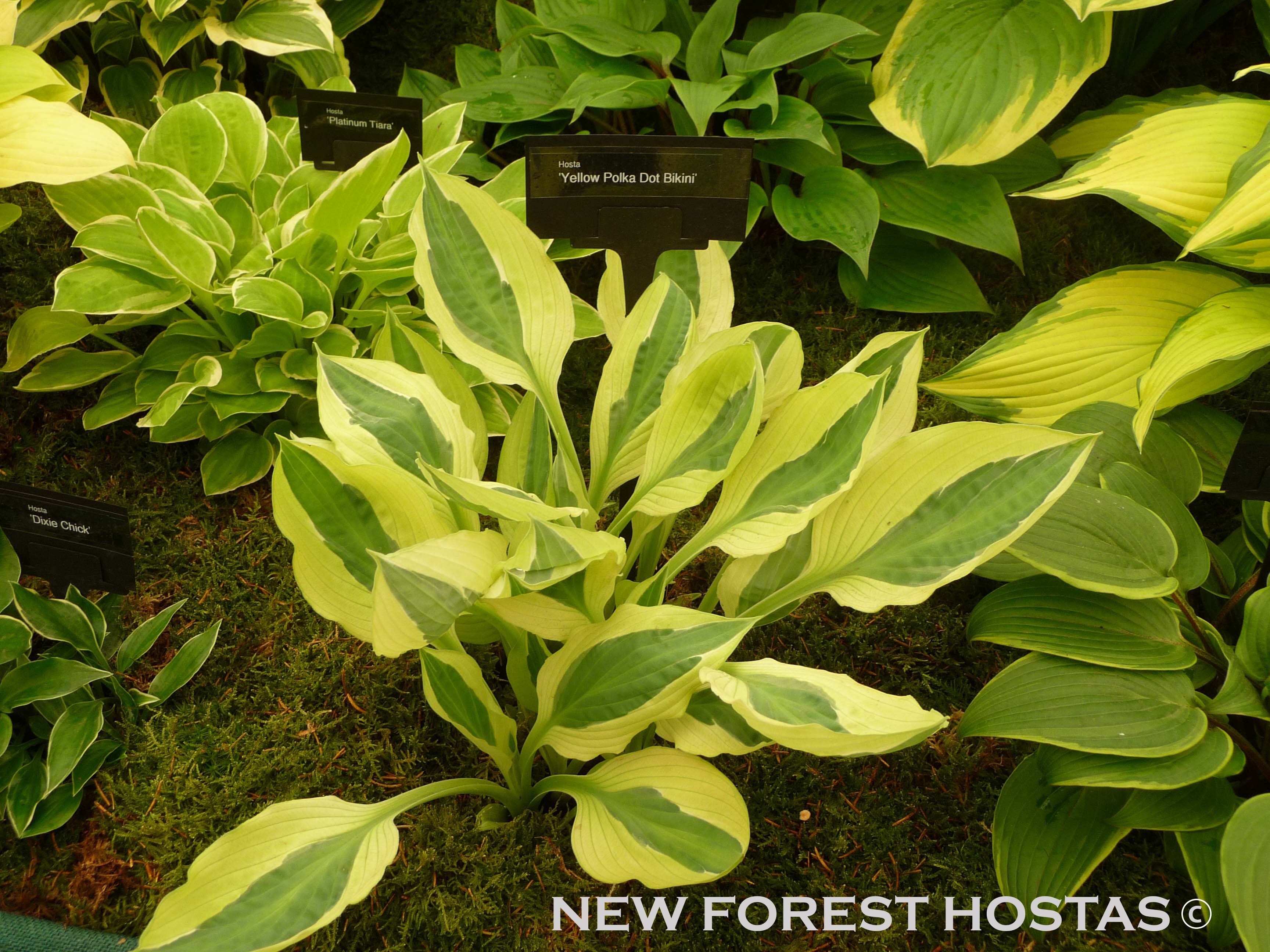 Hosta 'Yellow Polka Dot Bikini' - New Forest Hostas & Hemerocallis