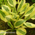 Hosta 'Yellow Polka Dot Bikini' - New Forest Hostas & Hemerocallis