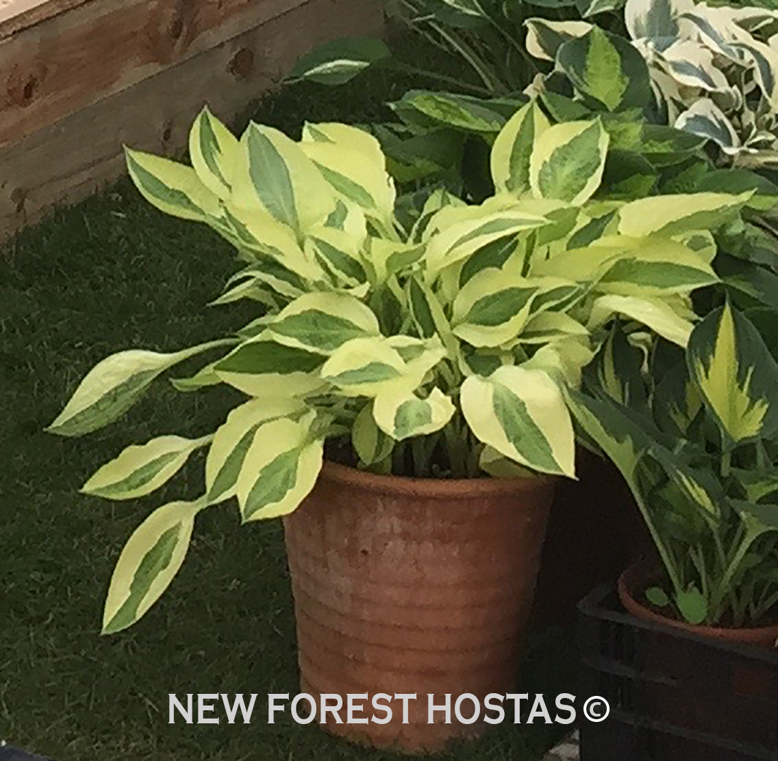 Hosta 'Yellow Polka Dot Bikini' - New Forest Hostas & Hemerocallis