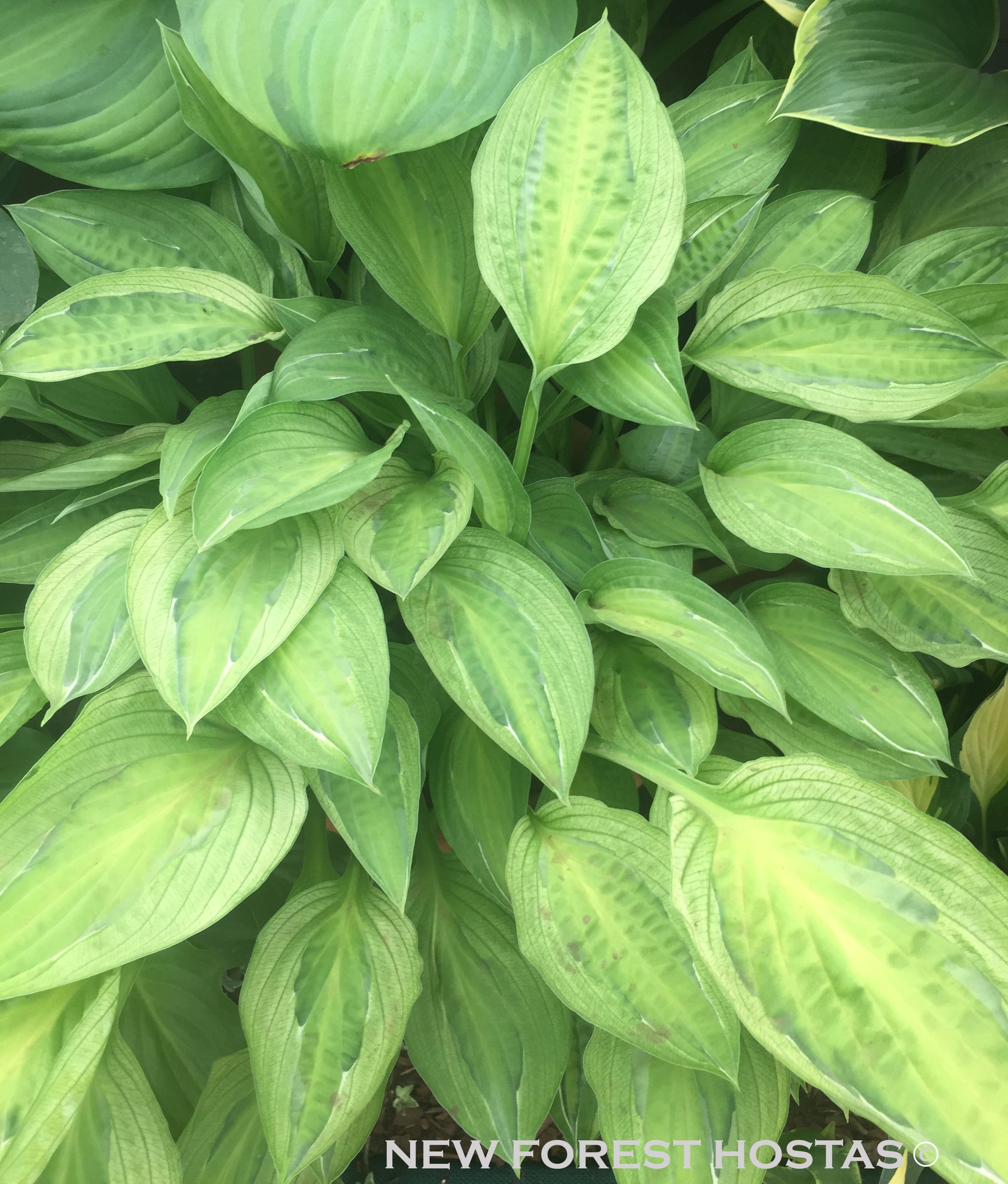 Hosta 'Yellow Polka Dot Bikini' - New Forest Hostas & Hemerocallis