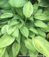 Hosta 'Yellow Polka Dot Bikini' - New Forest Hostas & Hemerocallis