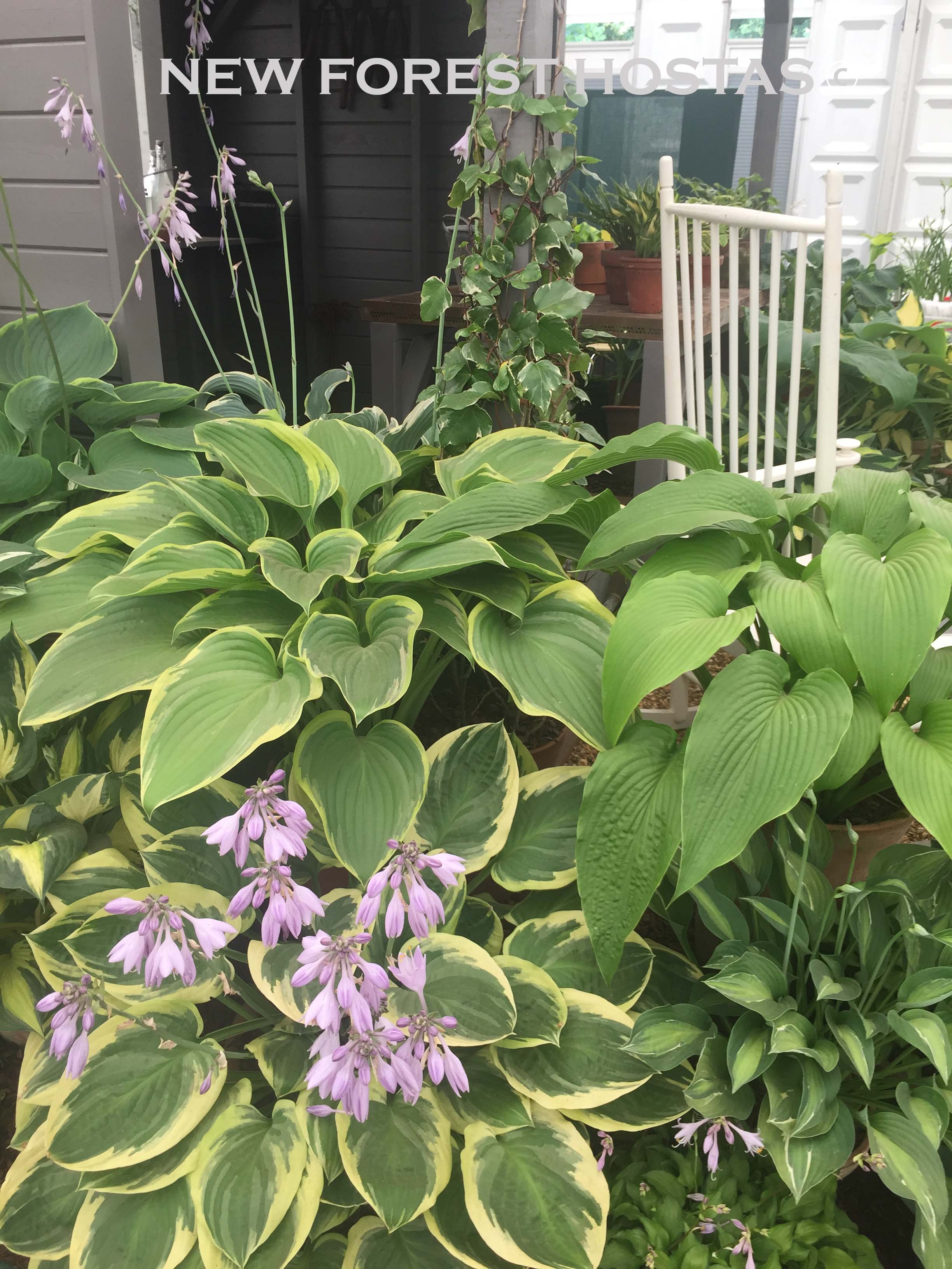 Hosta 'Yellow River' - New Forest Hostas & Hemerocallis