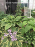 Copy of Hosta 'Yellow River' - New Forest Hostas & Hemerocallis