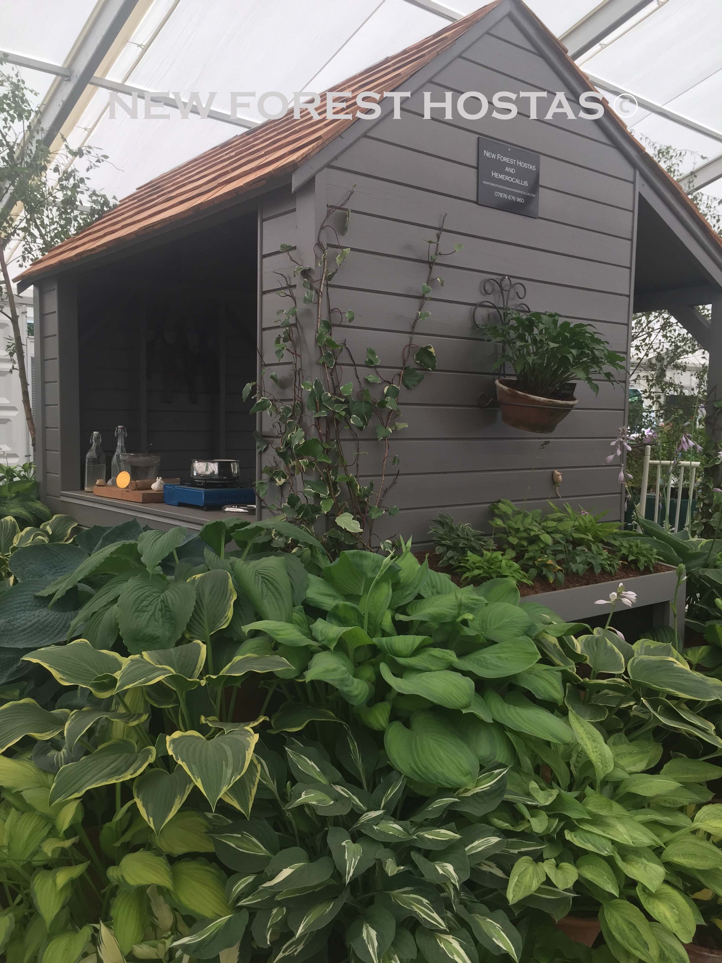 Hosta 'Yellow River' - New Forest Hostas & Hemerocallis