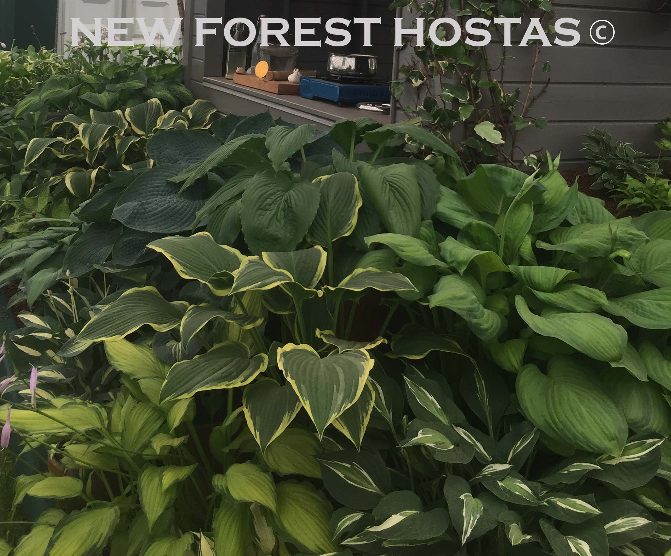 Hosta 'Yellow River' - New Forest Hostas & Hemerocallis