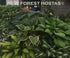Hosta 'Yellow River' - New Forest Hostas & Hemerocallis
