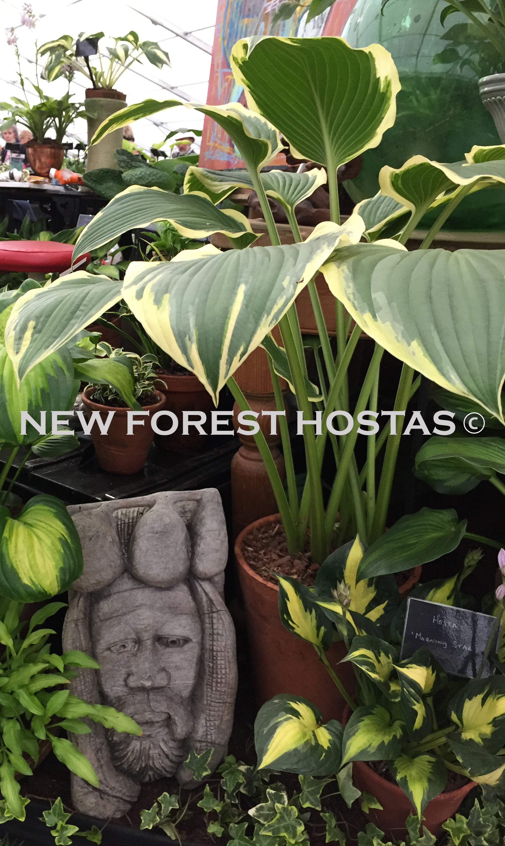 Hosta 'Yellow River' - New Forest Hostas & Hemerocallis