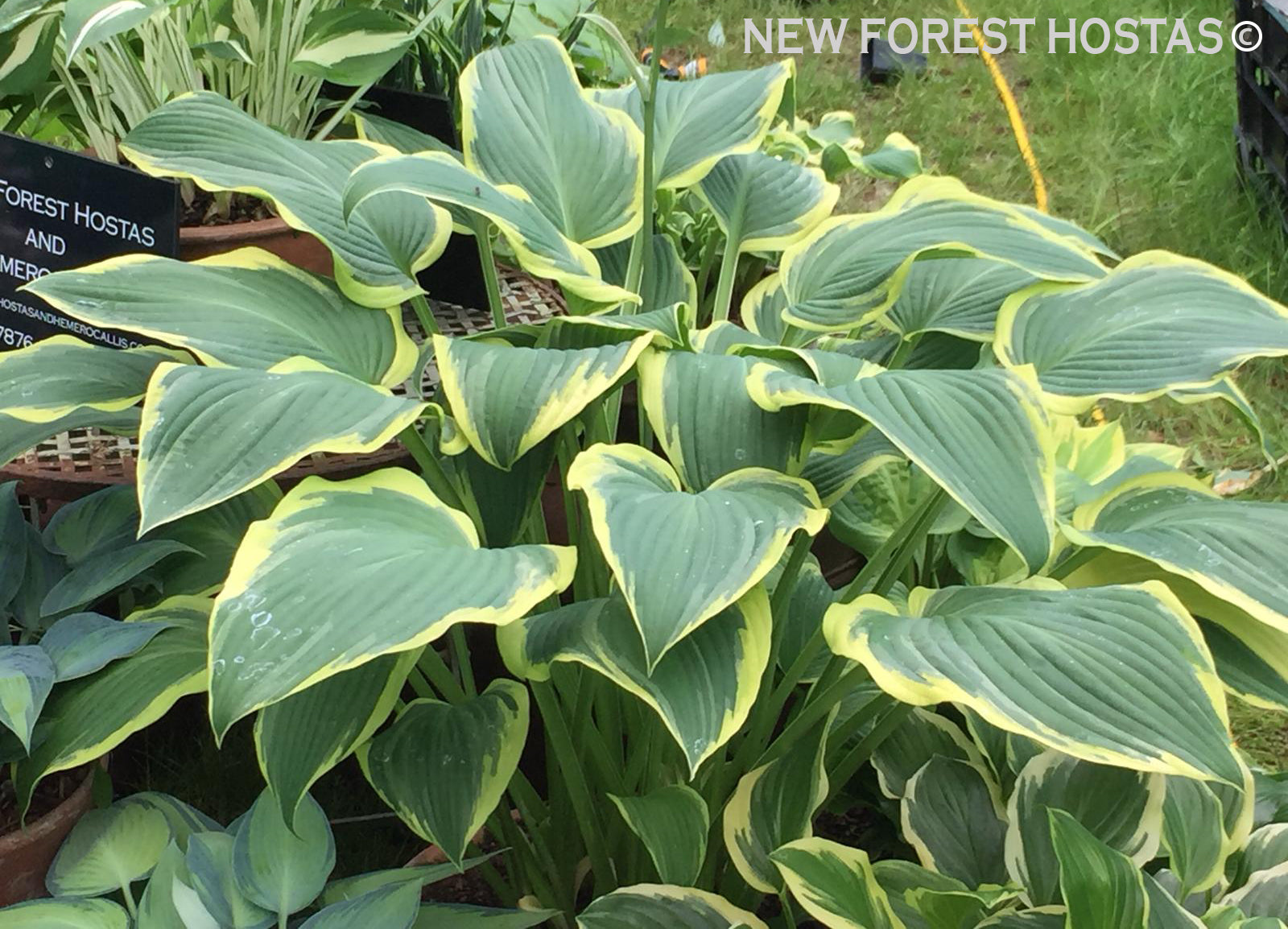 Hosta 'Yellow River' - New Forest Hostas & Hemerocallis