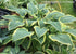 Hosta 'Yellow River' - New Forest Hostas & Hemerocallis