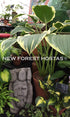 Hosta 'Yellow River' - New Forest Hostas & Hemerocallis