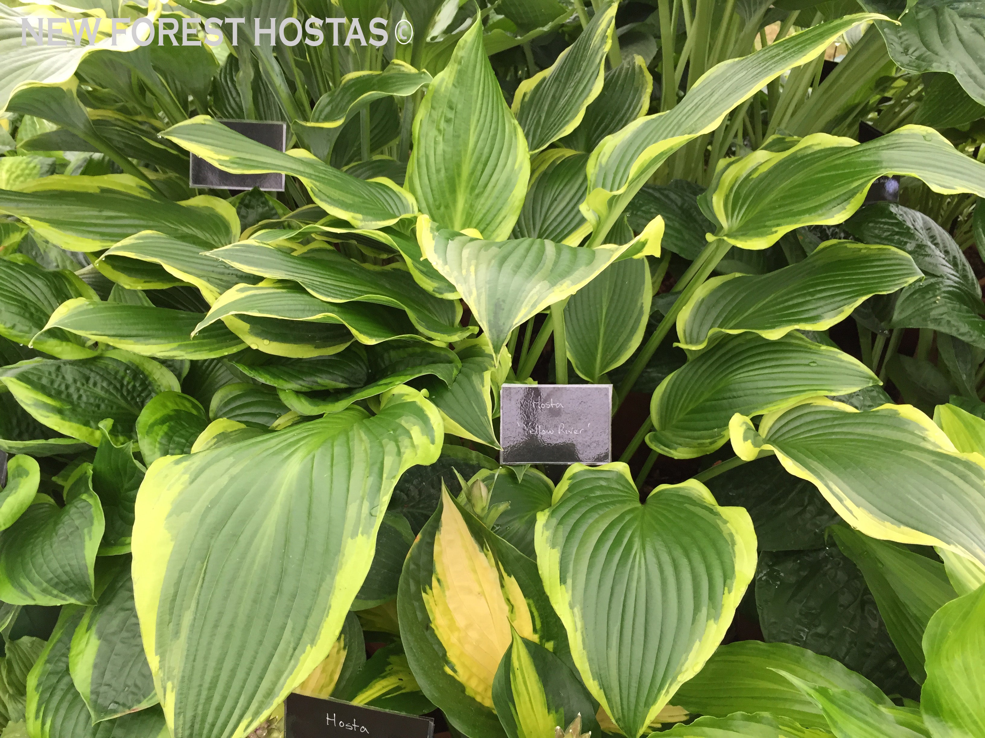 Hosta 'Yellow River' - New Forest Hostas & Hemerocallis
