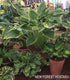 Copy of Hosta 'Yellow River' - New Forest Hostas & Hemerocallis