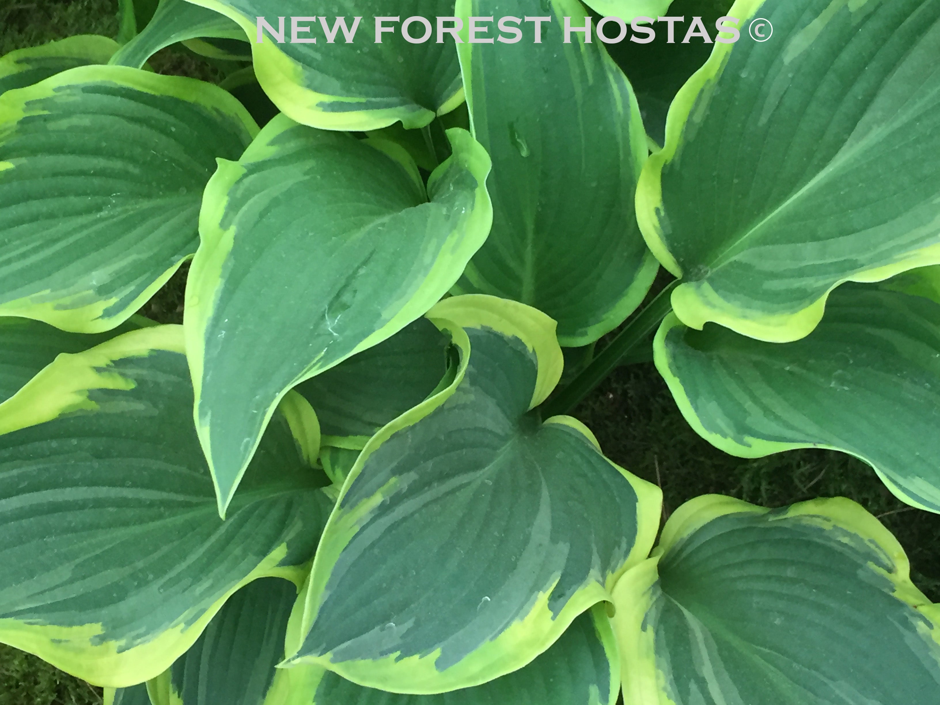 Copy of Hosta 'Yellow River' - New Forest Hostas & Hemerocallis