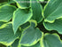 Hosta 'Yellow River' - New Forest Hostas & Hemerocallis