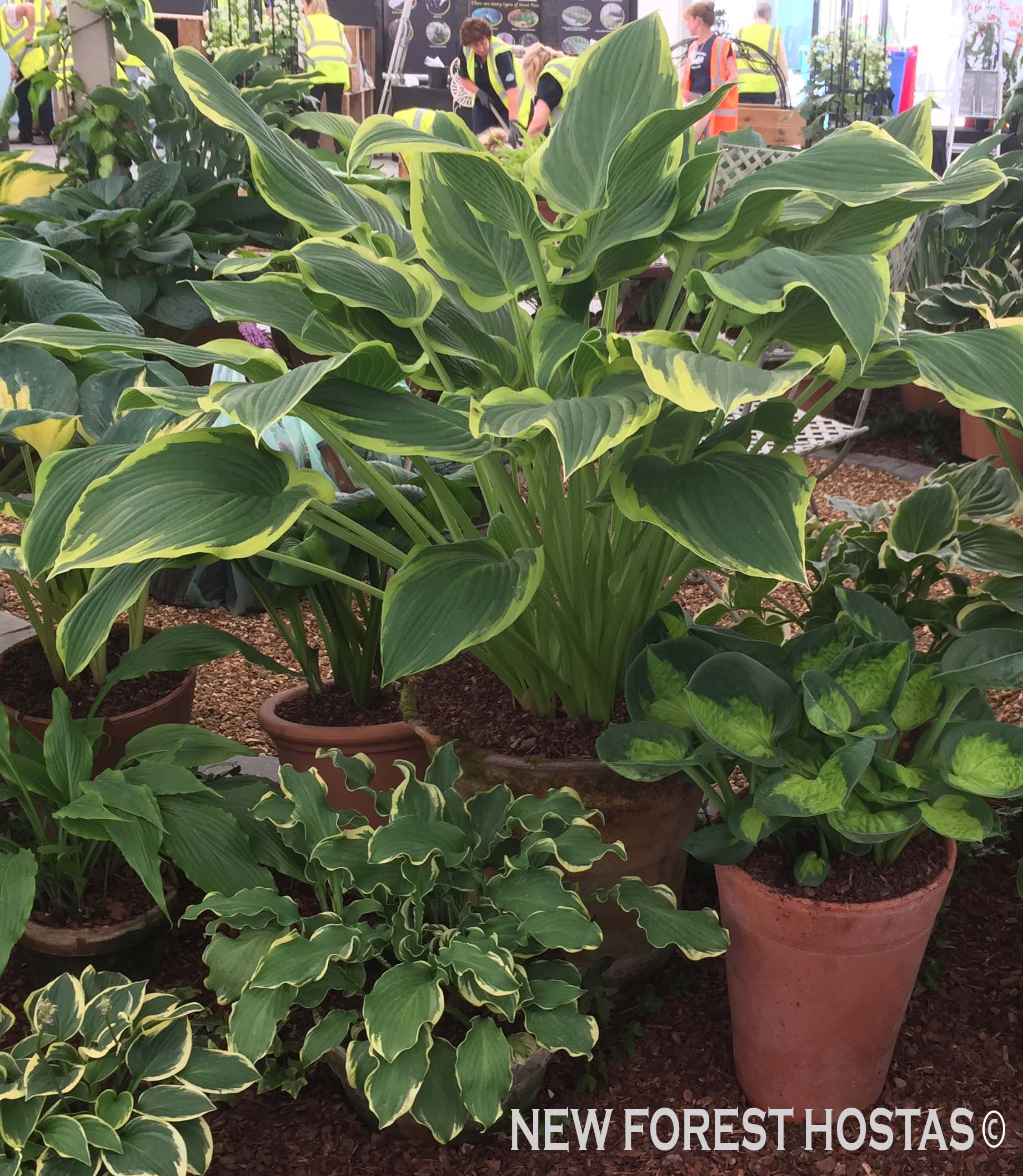 Hosta 'Yellow River' - New Forest Hostas & Hemerocallis