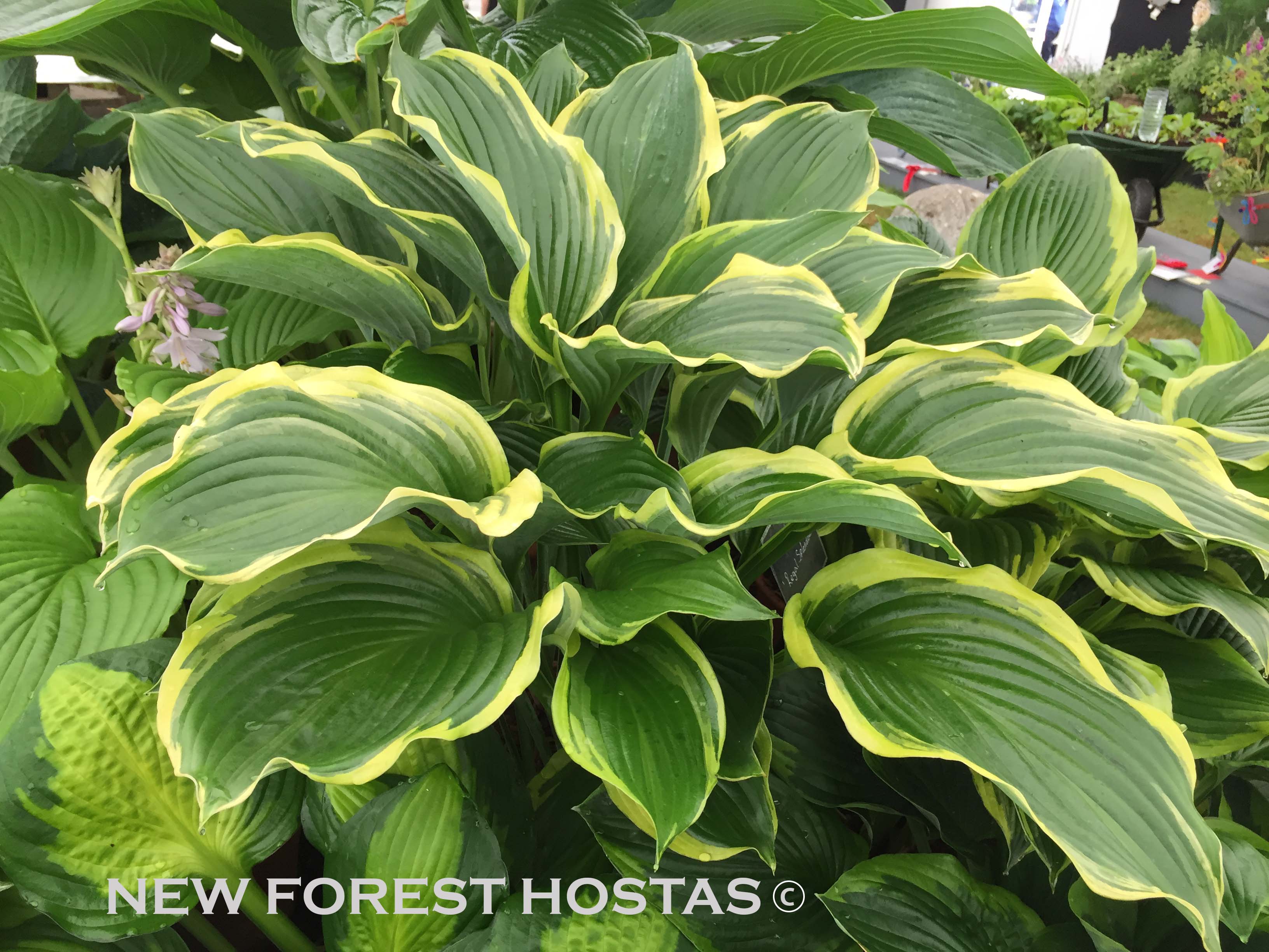 Hosta 'Yellow River' - New Forest Hostas & Hemerocallis